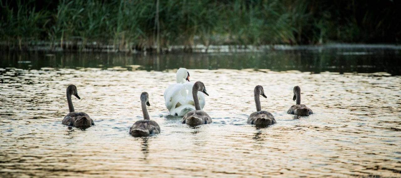Pensiunea Nest Dunavăţu de Jos المظهر الخارجي الصورة
