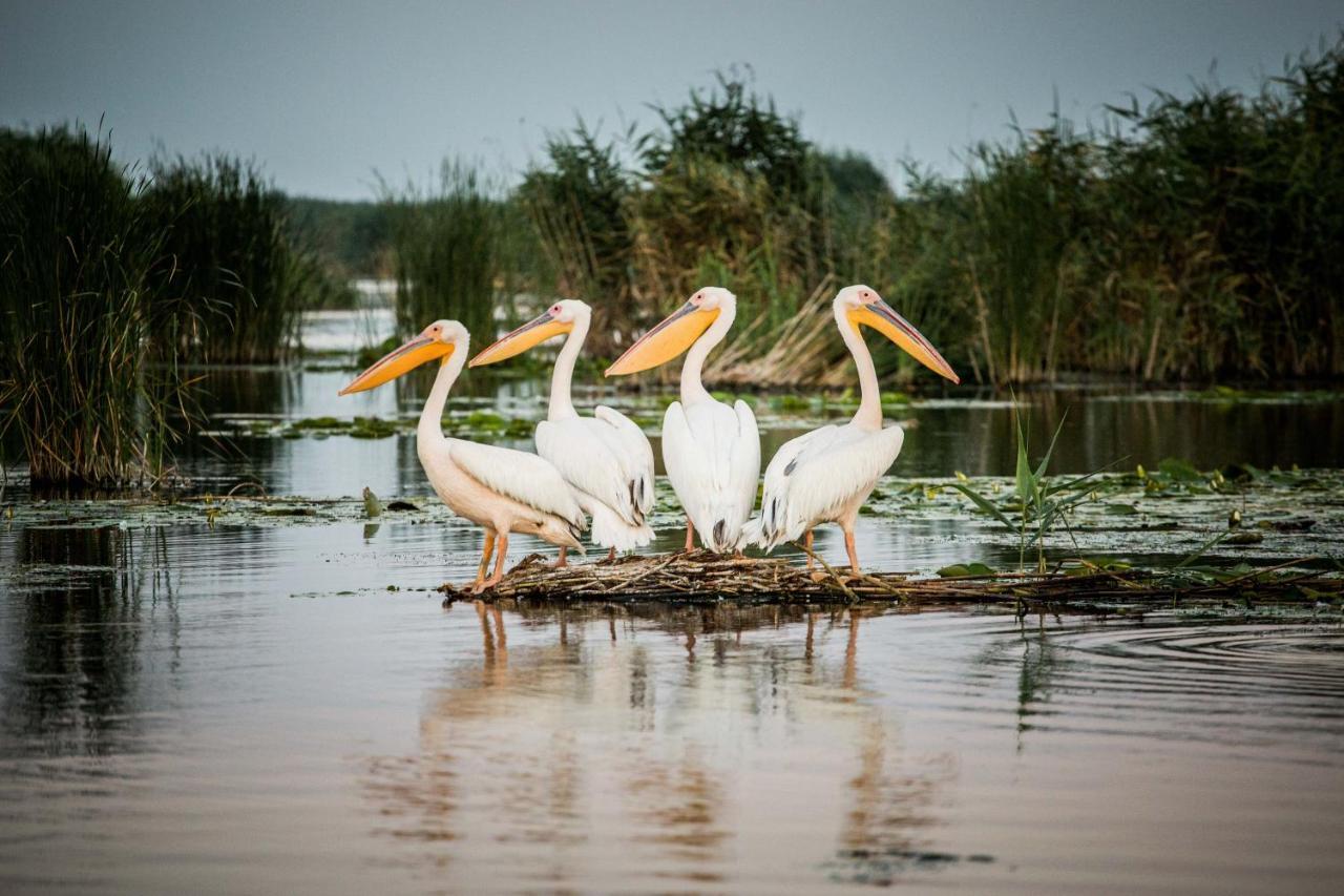 Pensiunea Nest Dunavăţu de Jos المظهر الخارجي الصورة